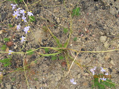 Cyanella