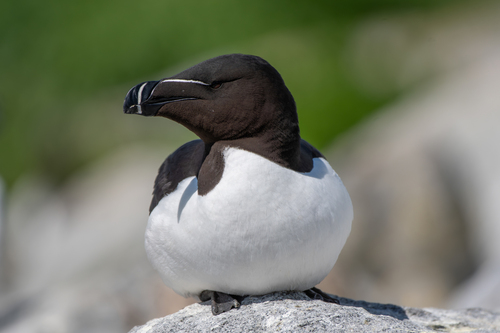 Razorbill (Alca torda) — Least Concern Aves