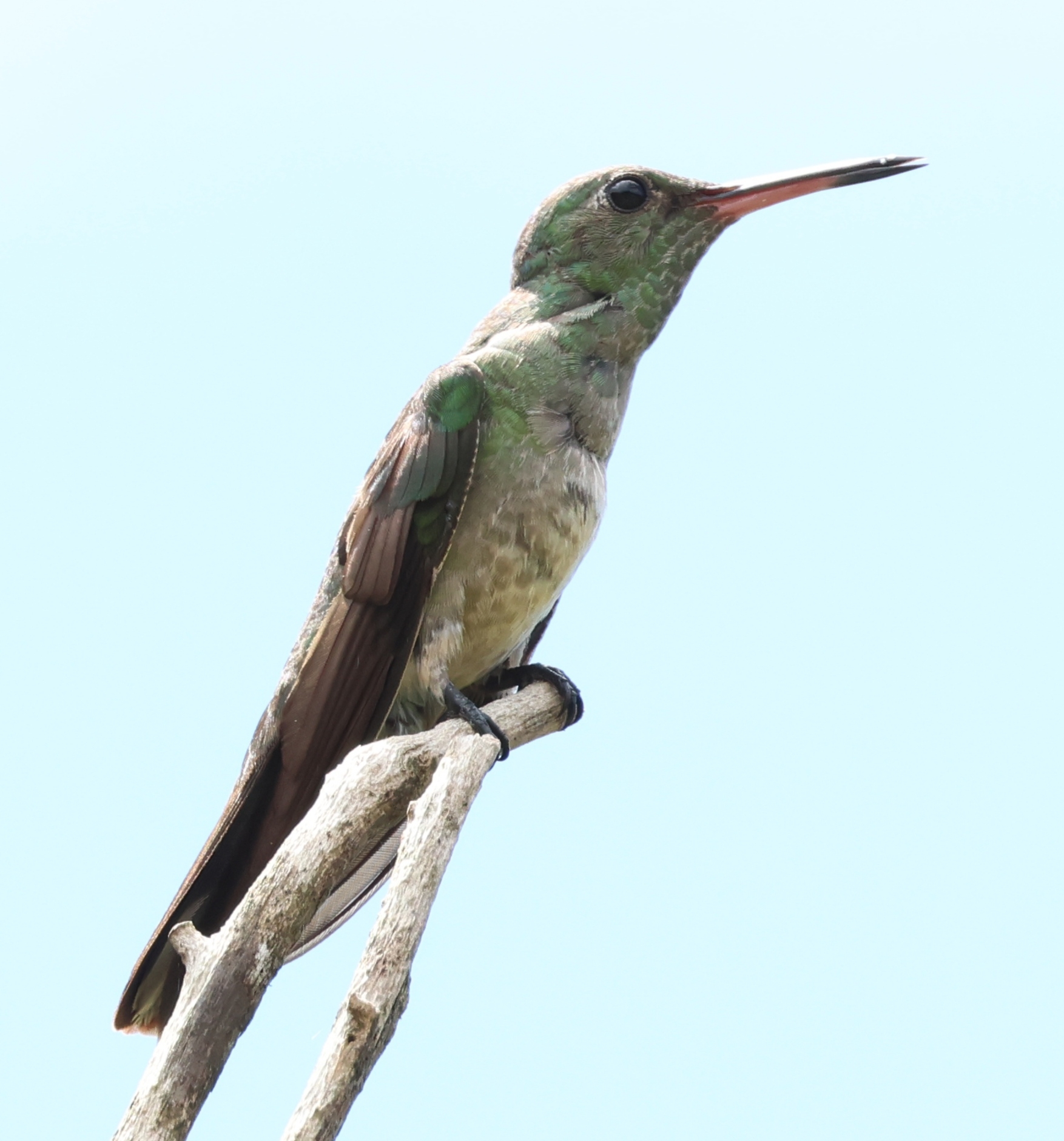 Scaly-breasted Hummingbird (Phaeochroa cuvierii), photo 3