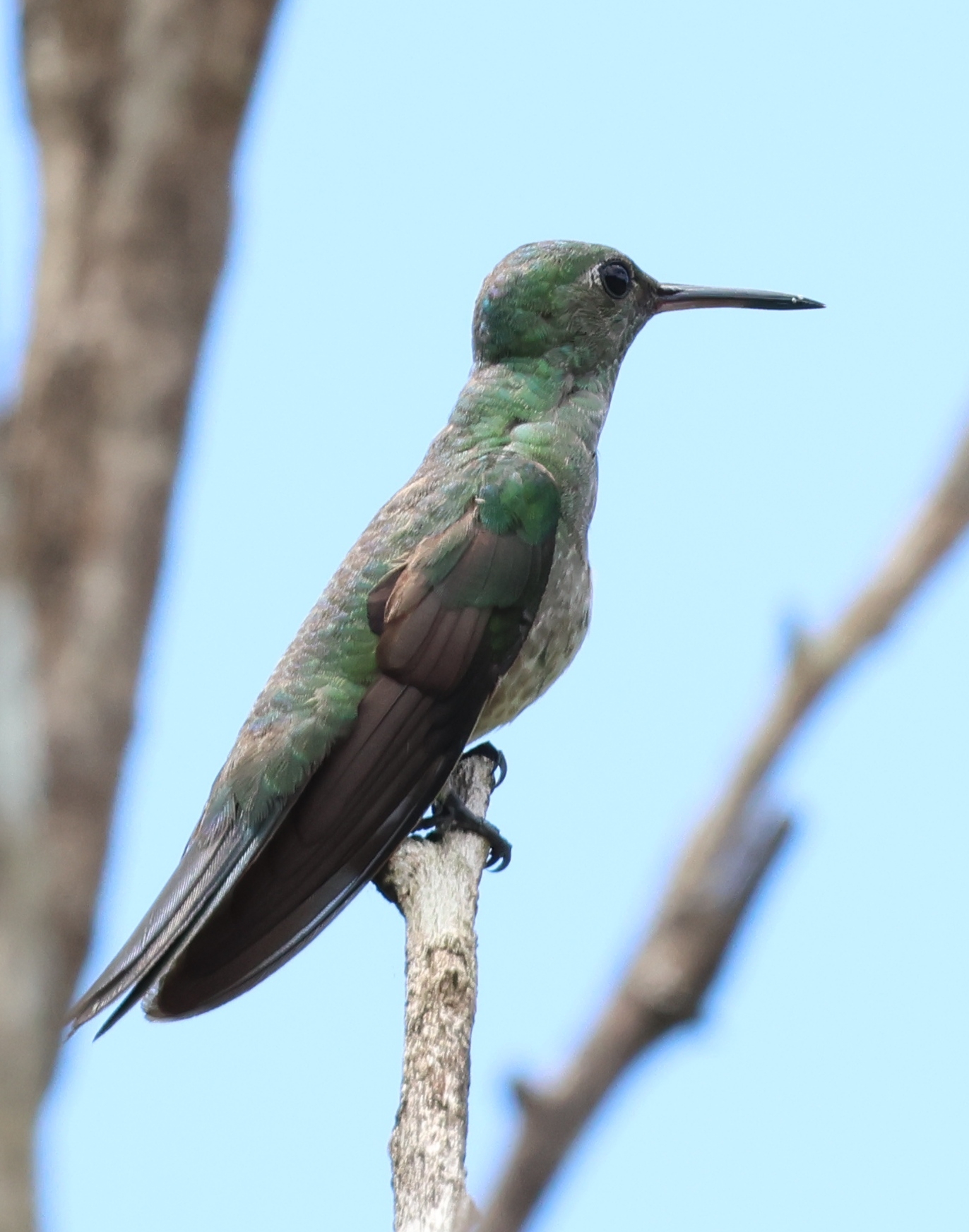 Scaly-breasted Hummingbird (Phaeochroa cuvierii), photo 4