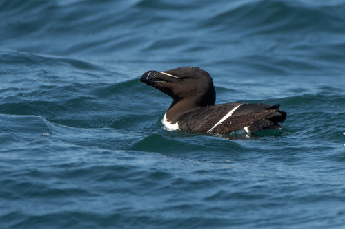Razorbill