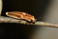 Semiotus ligneus