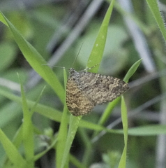 Epirrhoe plebeculata