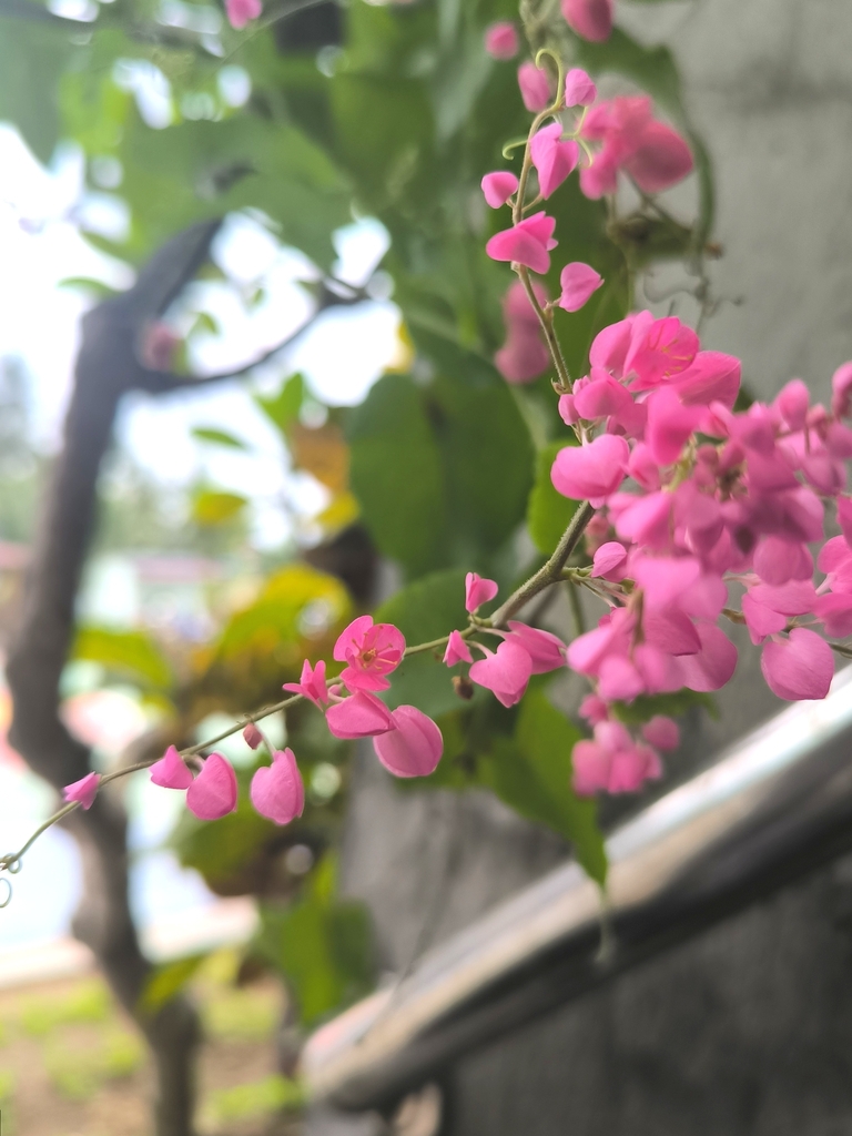 Confederate-vine (Antigonon leptopus)
