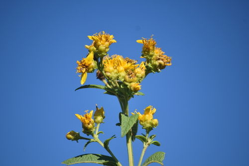 Calea urticifolia (Calea urticifolia)