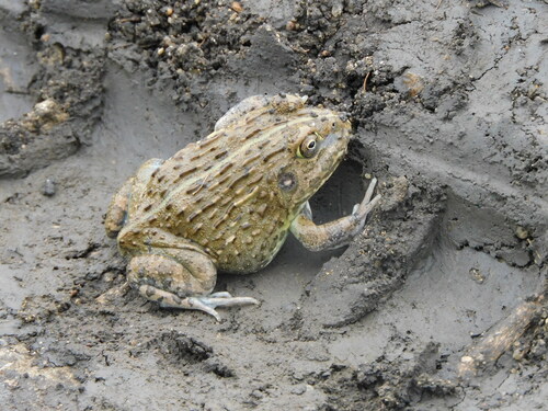 Edible bullfrog