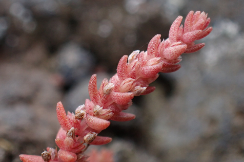 Crassula sieberiana, 2026-02-05