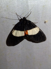 Eumilionia mediofasciata