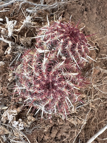 Nylon hedgehog cactus