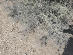 Condalia globosa pubescens