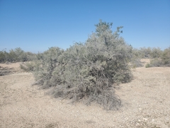 Condalia globosa pubescens