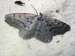 Nepytia pellucidaria