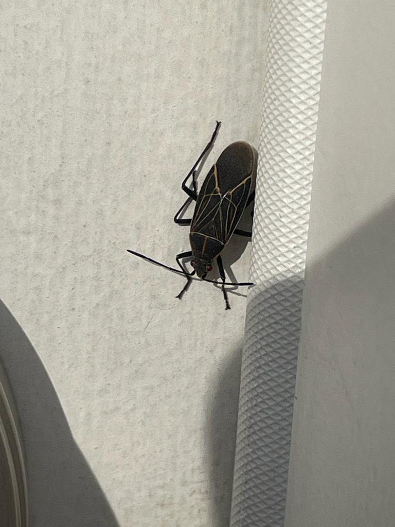 Western Boxelder Bug from Olympia, WA, US on February 4, 2026 at 02:38 ...