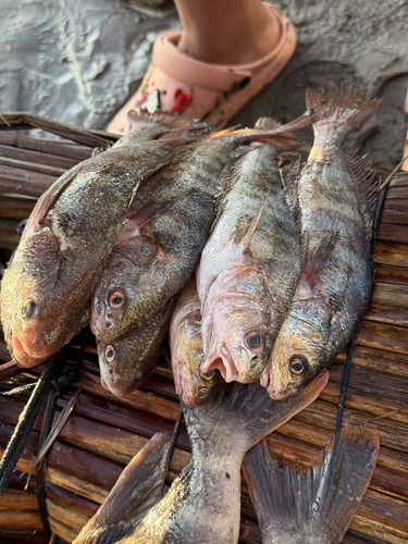 Peruvian banded croaker (Paralonchurus peruanus) — Sciaenidae — 4