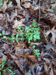 Nemophila phacelioides