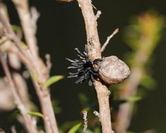 Septobasidium clelandii