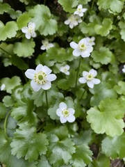 Kumlienia hystricula