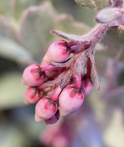 Image of Nissenan Manzanita (Arctostaphylos nissenana) by (c) Matt Berger, some rights reserved (CC BY)