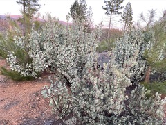 Arctostaphylos nissenana