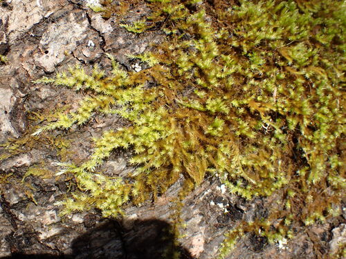 tree mat homalothecium moss (Homalothecium fulgescens)