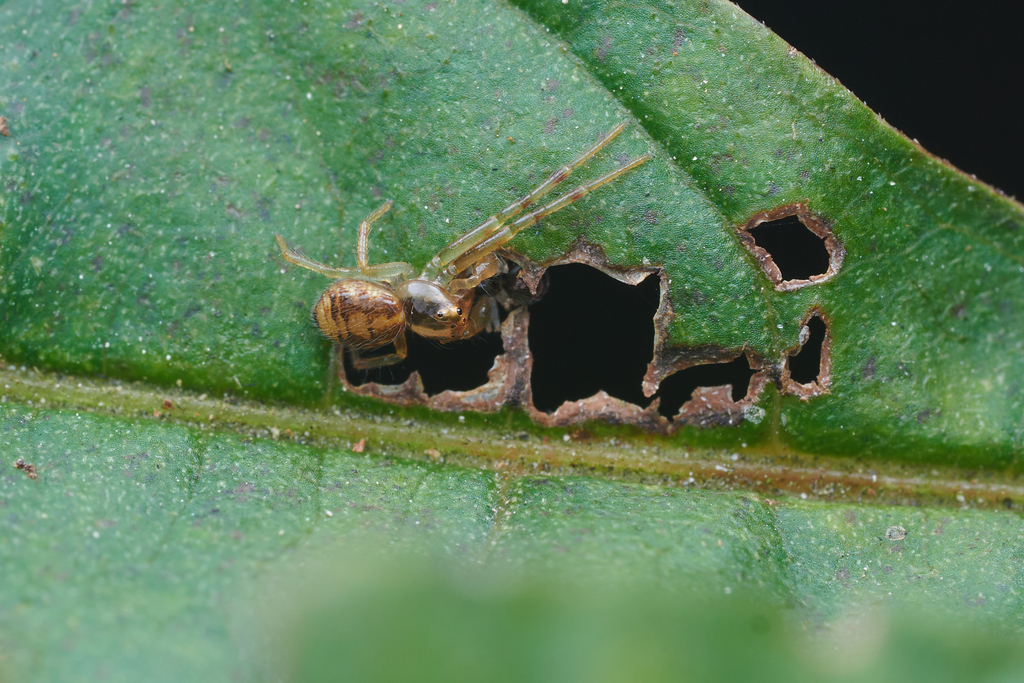 Lyse Insect Lysiteles from 中国浙江省丽水市莲都区白云山 邮政编码: 323088 on November 9, 2024 at 09:15 ...