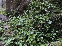 Kumlienia hystricula