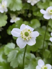 Kumlienia hystricula