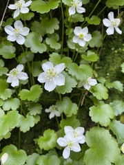 Kumlienia hystricula