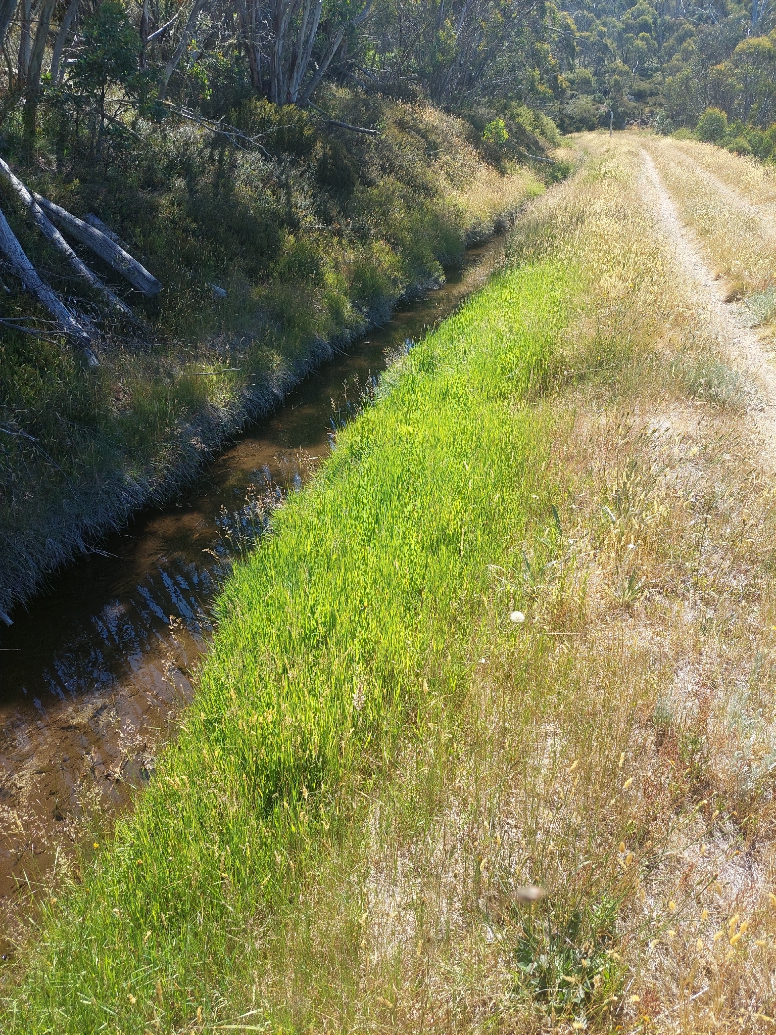 Creeping soft grass