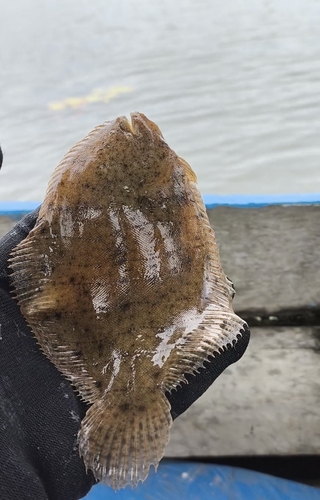 Drab sole (Achirus achirus) — Achiridae — 2