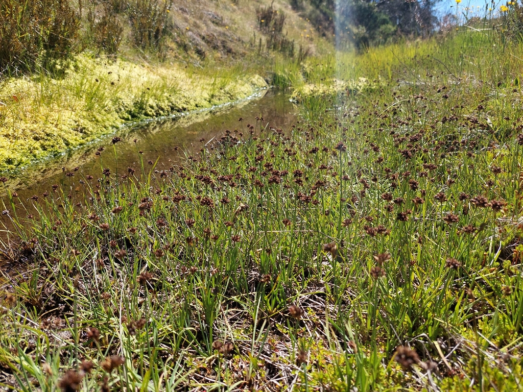 Juncus falcatus; photograph (c) Nina Kerr, some rights reserved (CC BY)