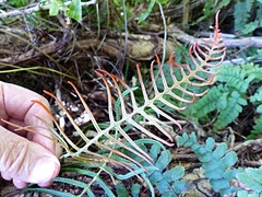 Cranfillia vulcanica