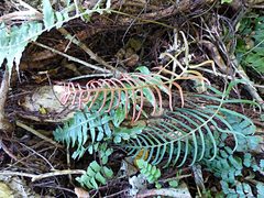 Cranfillia vulcanica