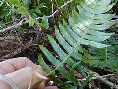 Cranfillia vulcanica