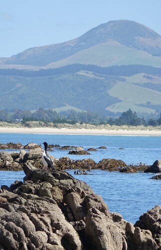 Stewart Island Shag (Leucocarbo chalconotus), photo 7