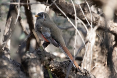 Trogon elegans canescens