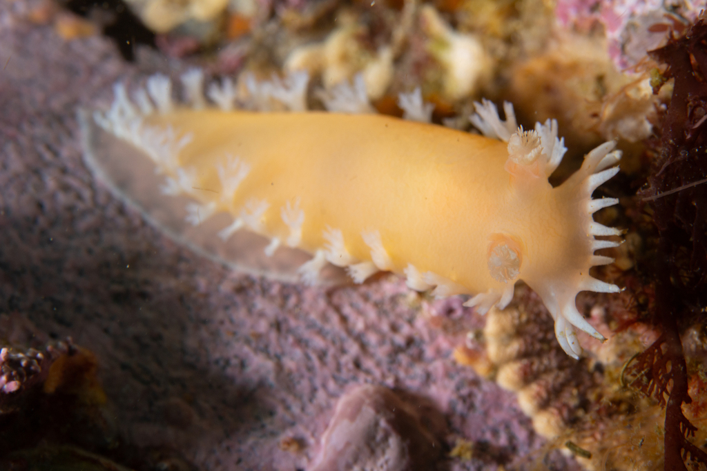 Myrella challengeriana
