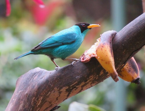 Green Honeycreeper (Chlorophanes spiza), photo 7