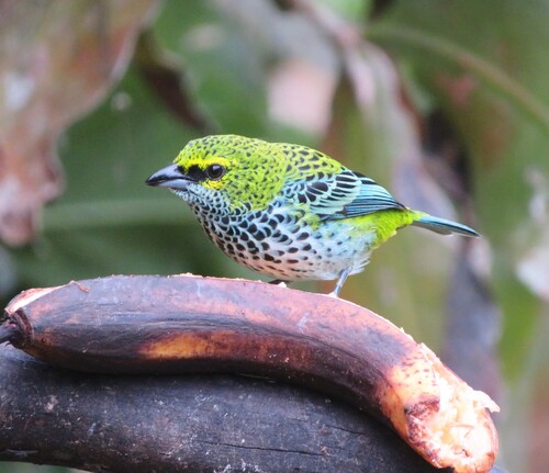 Speckled Tanager