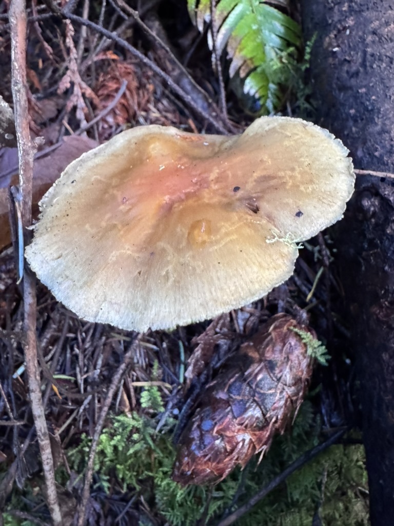 Hypholoma capnoides · February 2026 · photo: © dpcmiller (iNaturalist, cc-by)
