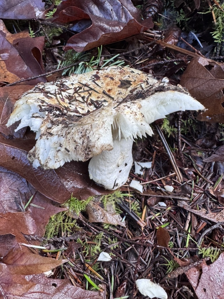 Russula brevipes · February 2026 · photo: © dpcmiller (iNaturalist, cc-by)