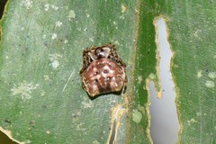 Aspidolasius branicki