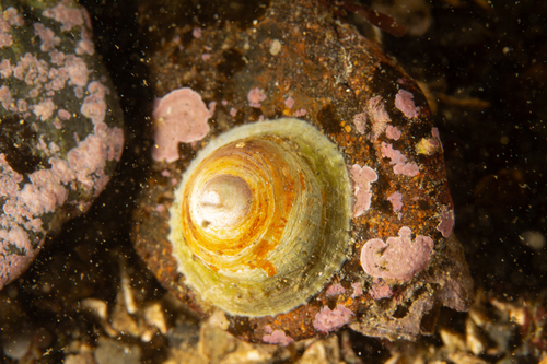 Trochita pileus