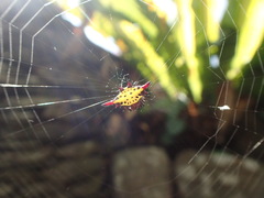 Gasteracantha sauteri