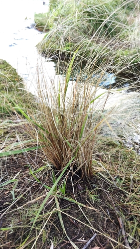 Foto de Carex buchananii