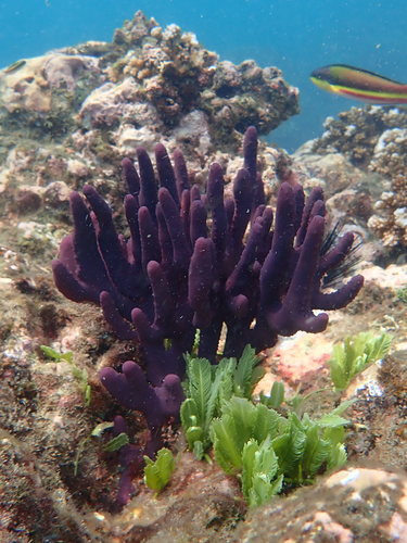 Aplysina chiriquiensis