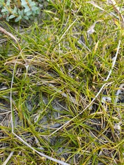 Zoysia minima