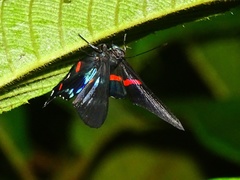 Ancyluris jurgensenii