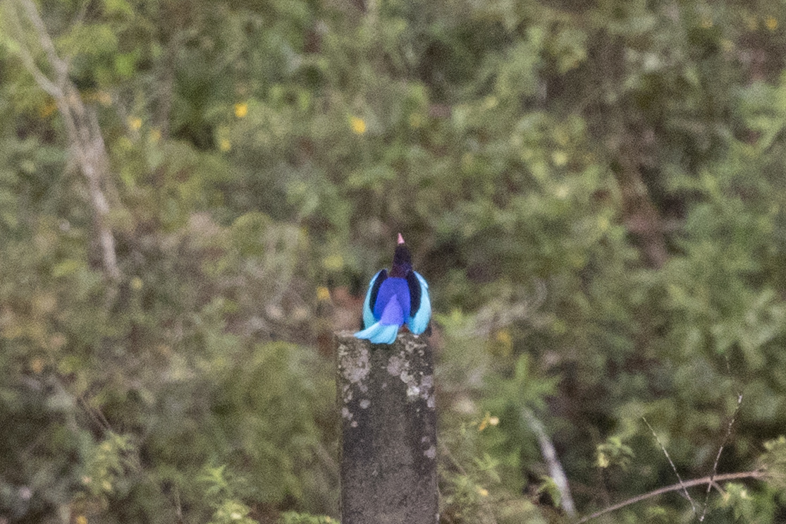 Javan Kingfisher (Halcyon cyanoventris), photo 6