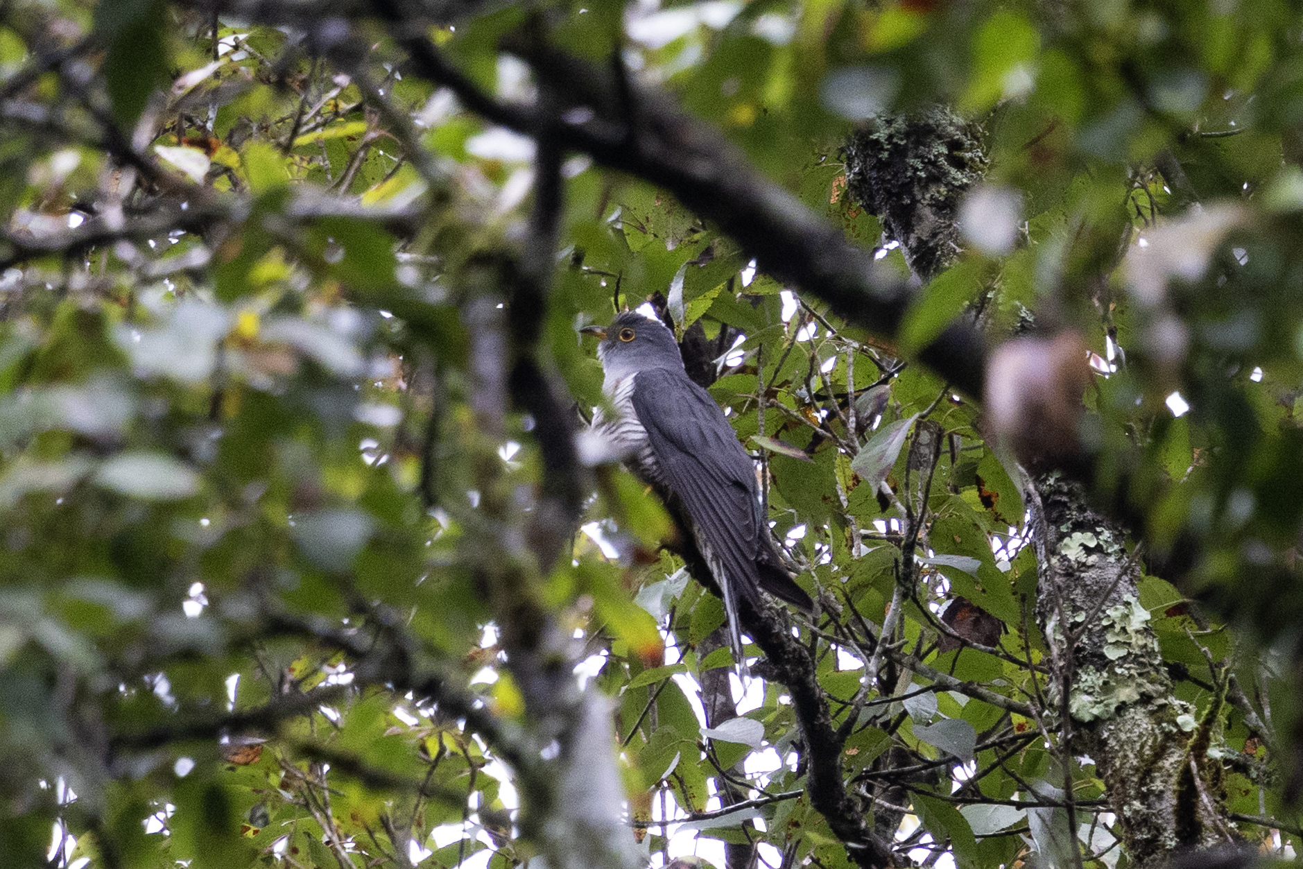 Indian Cuckoo (Cuculus micropterus), photo 1